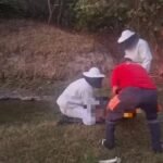 Reprodução de Imagem