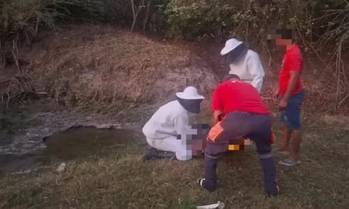 Reprodução de Imagem