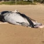 Reprodução/ Redes Sociais