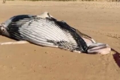 Reprodução/ Redes Sociais