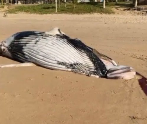 Reprodução/ Redes Sociais