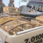 Reprodução de Imagem/ COPPA