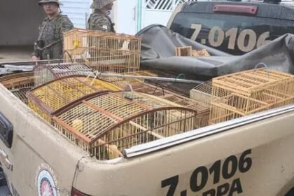 Reprodução de Imagem/ COPPA