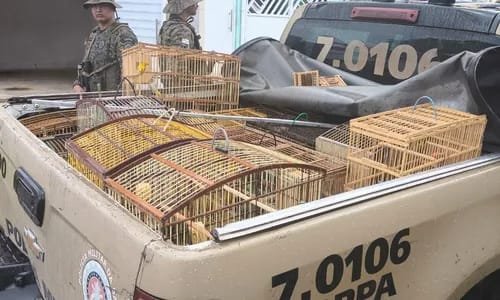 Reprodução de Imagem/ COPPA