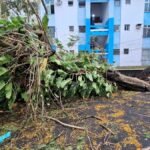 Reprodução de Imagem