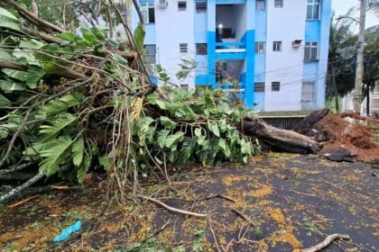 Reprodução de Imagem