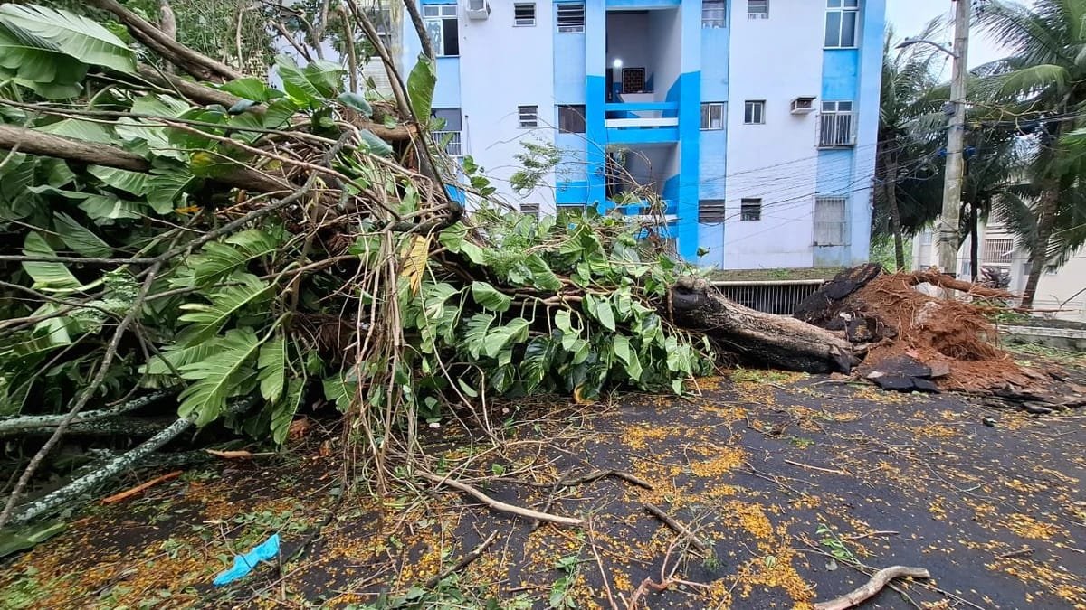 Reprodução de Imagem