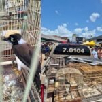 Reprodução de Imagem