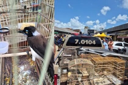 Reprodução de Imagem