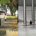 Reprodução de Imagem