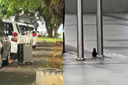 Reprodução de Imagem