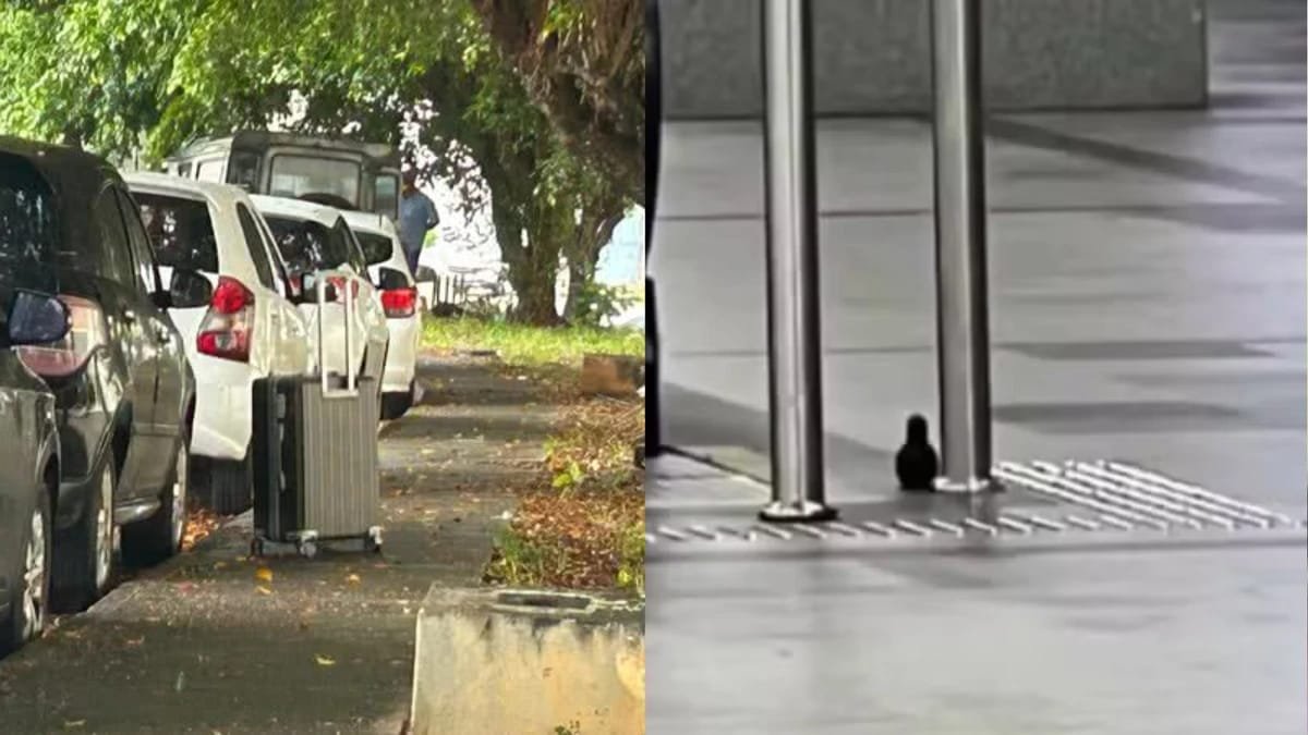 Reprodução de Imagem